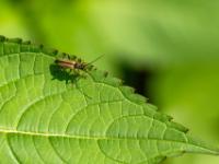 Bleichgelber Schnürhalsbock